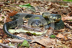 Black Kingsnake (Lampropeltis getula)