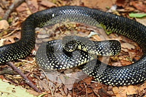 Black Kingsnake Lampropeltis getula