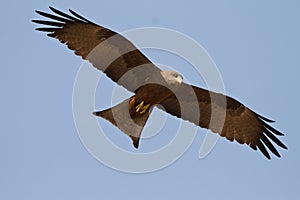 Black kite