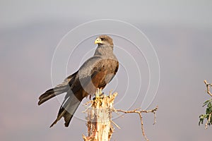 Black kite