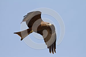 Black kite