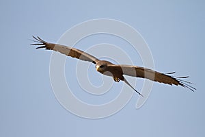 Black kite