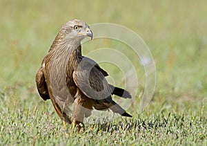Black kite