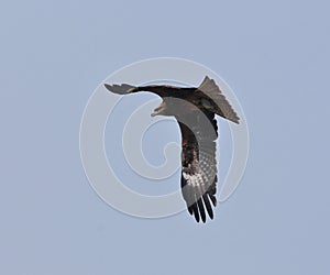 Black Kite