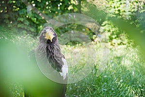 Black Kite in the afternoon sun
