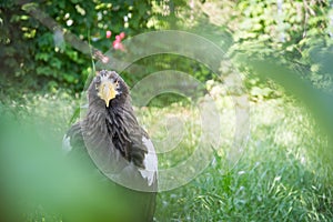 Black Kite in the afternoon sun