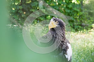 Black Kite in the afternoon sun