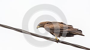 Black Kite aka Amora