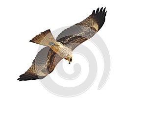 Black Kite