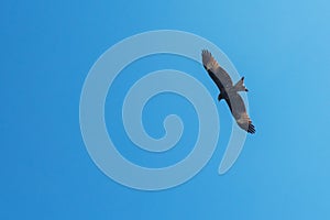 Black kite bird flying