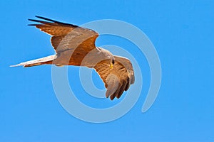 Black kite bird flying in the sky