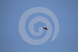 black kite bird flying in blue sky