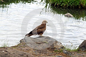 Black Kite (bird of prey)