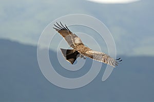 Black Kite (bird of prey)