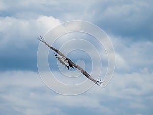 Black kite bird of prey flying in a cloudy sky