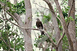 Black Kite bird sitting on a tree branch