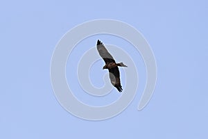 Black Kite at Birla Mandir Hindu Temple, Hyderabad, Telangana, India