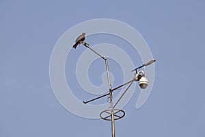 Black Kite at Birla Mandir Hindu Temple, Hyderabad, Telangana, India