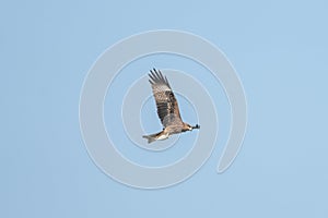 black kite is catching a fish in its talons, flying high in the blue sky.