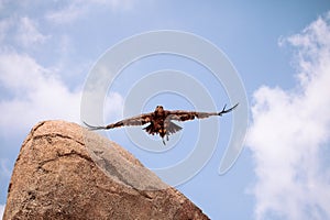 Black kite Eagle in flight