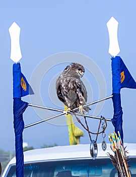 Black kite eagle perching