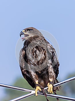Black kite eagle perching