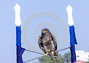 Black kite eagle perching