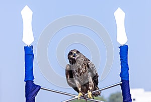 Black kite eagle perching