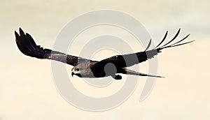 Black Kite in flight
