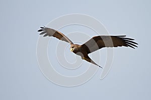 Black kite in flight