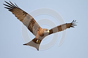 Black kite in flight