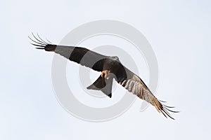 Black Kite In Flight