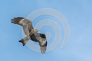 Black Kite in flight