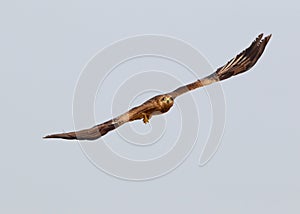 Black kite in flight with fish in legs. Front view