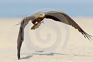 Black kite in flight with fish in legs. Front view