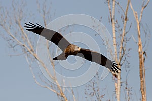 Black kite in flight in Madrid - Spain
