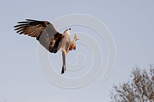 Black kite in flight in Madrid - Spain