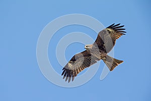 Black Kite flying