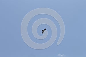 A black kite flying in the blue sky photo