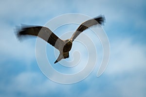 Black kite flying overhead with blurred wingtips