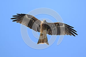 Black kite gliding on the wind