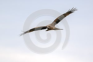 Black kite gliding on the wind