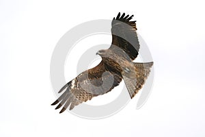 Black kite gliding on the wind