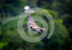 Black Kite, India.