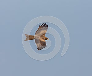 Black Kite, India.