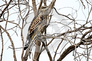 Black kite juvenile