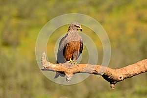 Black kite on leafless branch