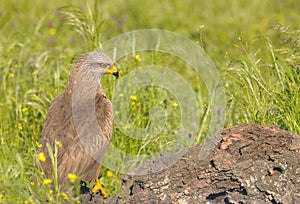 Black kite looking away while sitting in grass.