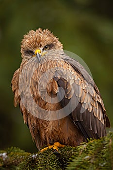 Black Kite - Milvus migrans