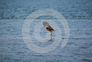 Black Kite Milvus migrans